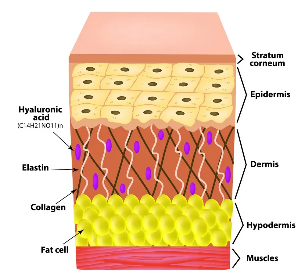 skin section - Andrea Heath Aesthetics
