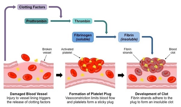 blood clotting - Andrea Heath Aesthetic Treatments
